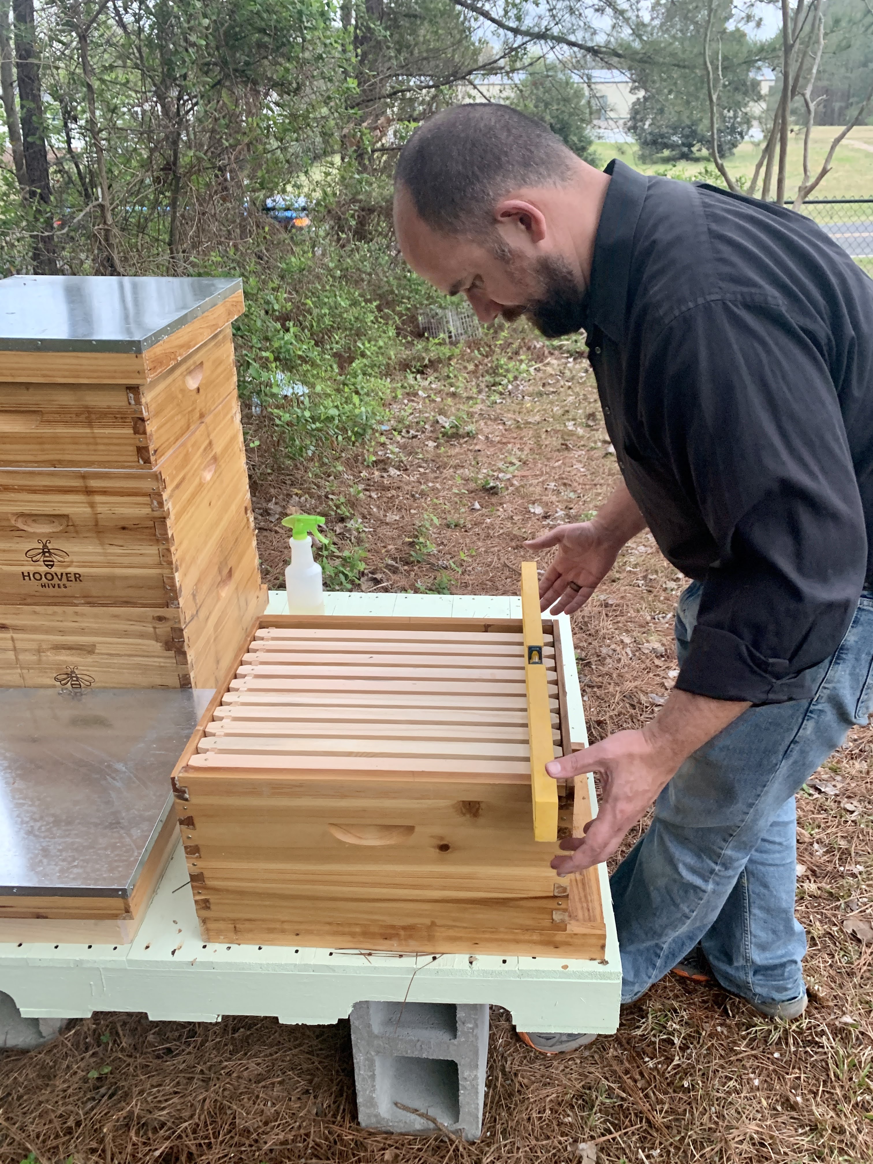 Honey Bees